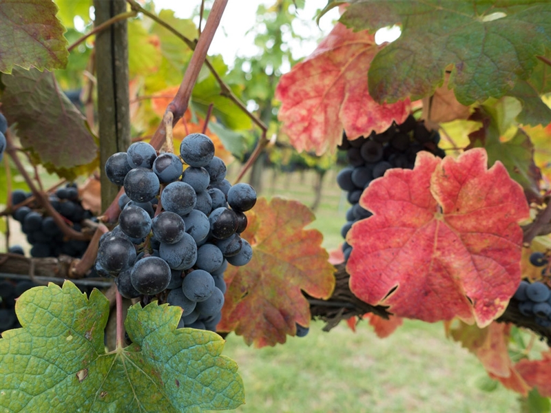 Il Chianti Classico del vino